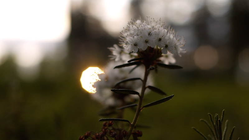 Midnight sun & suopursu